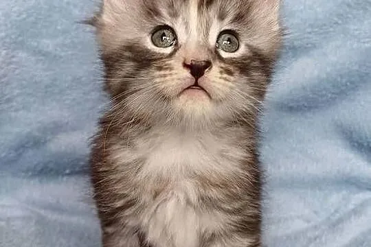 Maine Coon kotka rodowód FPL, Małopolskie, Olkusz