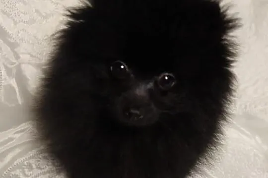 Piesek Pomeranian Import Rosja