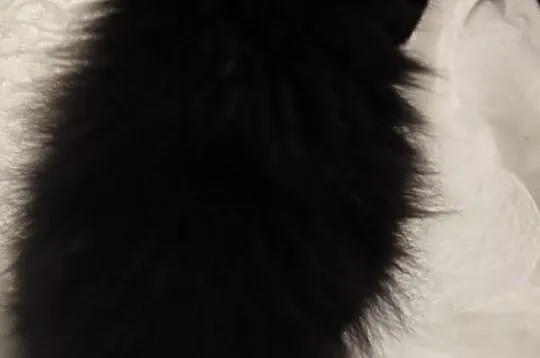 Piesek Pomeranian Import Rosja