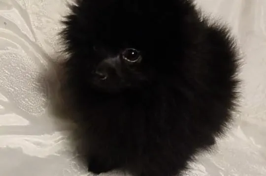 Piesek Pomeranian Import Rosja