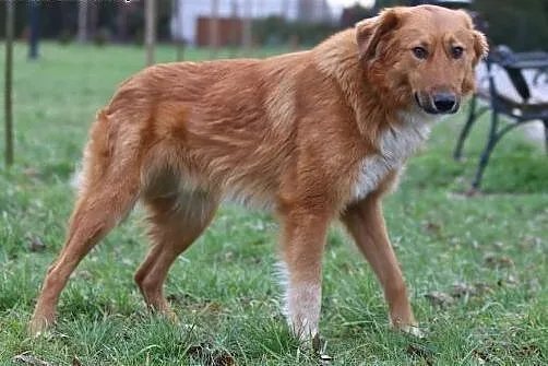 Ragnar - Piękny psiak czeka na kochającego Pana,  