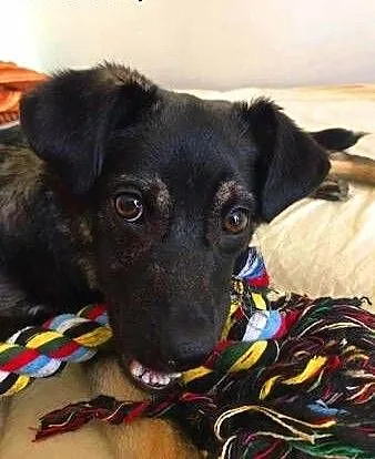 KLARA 6 miesięczna cudowna, nieduża sunia do adopc