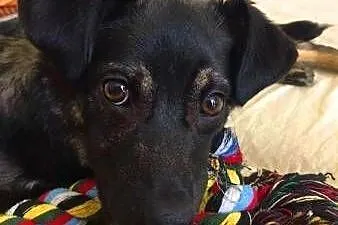 KLARA 6 miesięczna cudowna, nieduża sunia do adopc