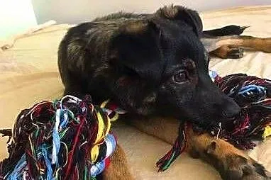 KLARA 6 miesięczna cudowna, nieduża sunia do adopc