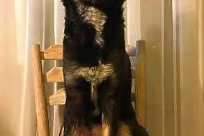 KLARA 6 miesięczna cudowna, nieduża sunia do adopc