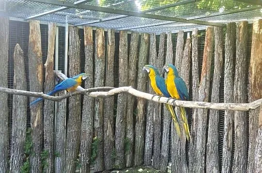 Ara Ararauna 3 pary, Wielkopolskie, Rakoniewice