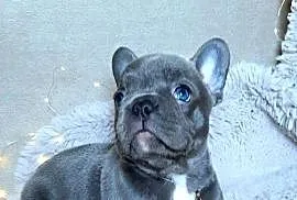 Buldog francuski