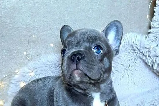 Buldog francuski