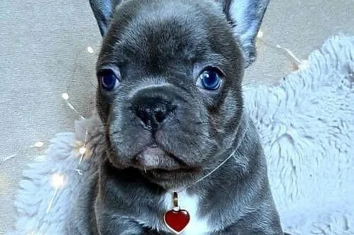 Buldog francuski, Łódzkie, Pabianice