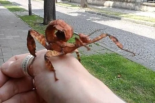 Strzaszyk australijski, Małopolskie, Tarnów
