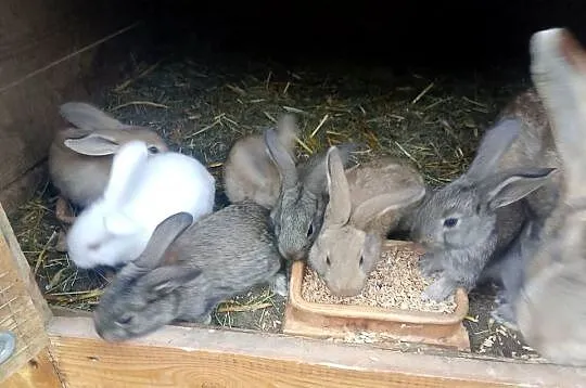 Szprzedam króliki samica i 8 młodych, Świętokrzyskie, Mniów