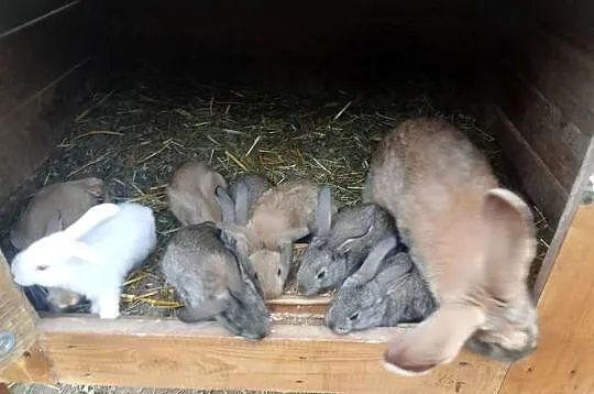 Szprzedam króliki samica i 8 młodych, Świętokrzyskie, Mniów