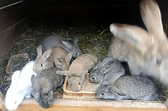 Szprzedam króliki samica i 8 młodych, Świętokrzyskie, Mniów