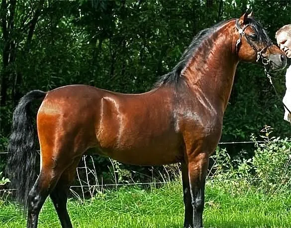Stanówka - Linde Hoeve's Optimist - 85 pkt