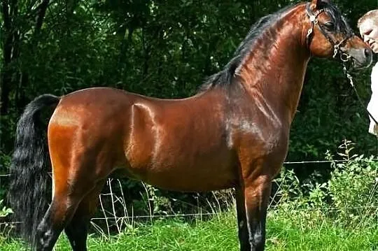 Stanówka - Linde Hoeve's Optimist - 85 pkt
