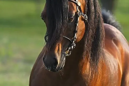 Stanówka - Linde Hoeve's Optimist - 85 pkt