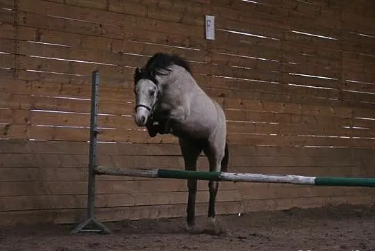 Stanówka - Linde Hoeve's Optimist - 85 pkt