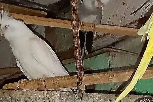 Sprzedam papugi faliste ninfy rozele biało lice