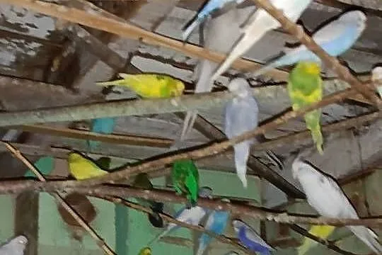 Sprzedam papugi faliste ninfy rozele biało lice, Kujawsko-pomorskie, Toruń