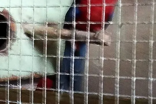 Sprzedam papugi faliste ninfy rozele biało lice, Kujawsko-pomorskie, Toruń