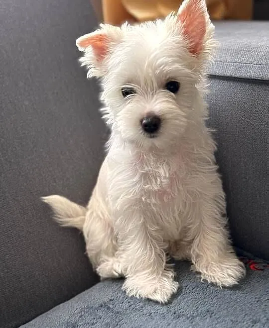 Suczka white gold Yorkshire terrier, Śląskie, Czeladź