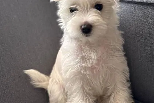 Suczka white  gold Yorkshire terrier, Śląskie, Czeladź