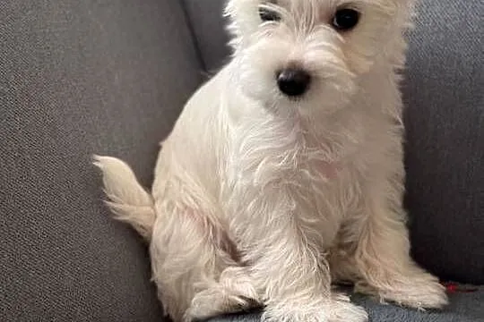 Suczka white  gold Yorkshire terrier, Śląskie, Czeladź