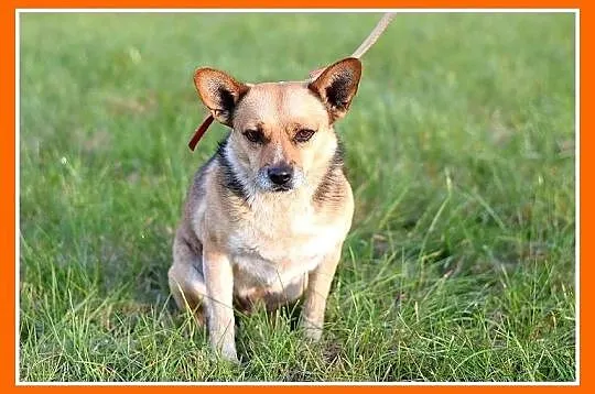 Mały 8 kg,spokojny,przyjacielski,towarzyski SPRAJT_Adopcja