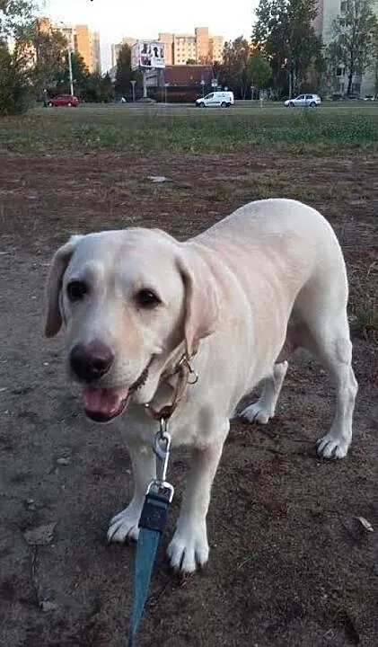 Sonia, biszkoptowa labradorka szuka kochającego do