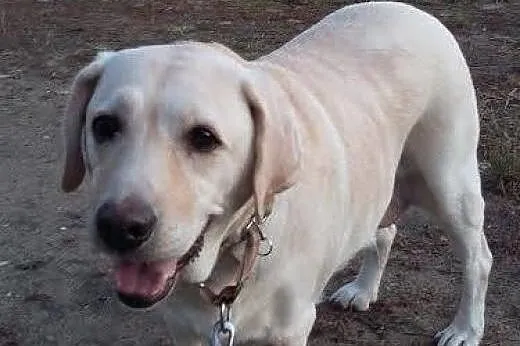 Sonia, biszkoptowa labradorka szuka kochającego do