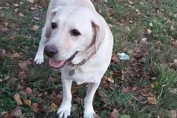 Sonia, biszkoptowa labradorka szuka kochającego do
