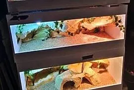 Terrarium hodowlane dla żółwia greckiego agamy brodatej