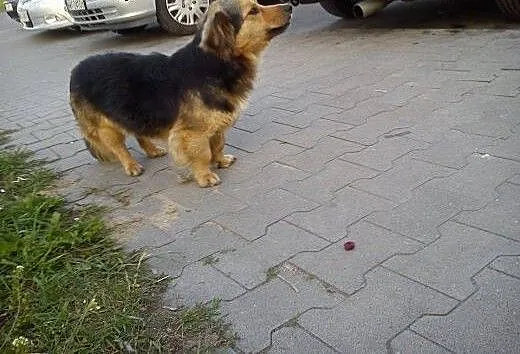 Mały, grzeczniutki i cichy psiak szuka domu, Kund