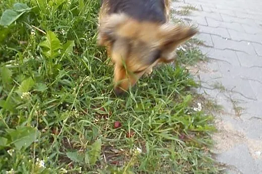 Mały, grzeczniutki i cichy psiak szuka domu,  Kund