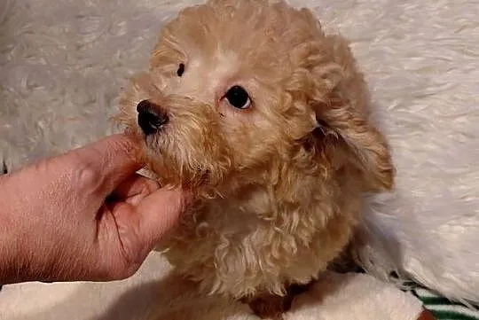 Pudel toy - morelowy, Mazowieckie, Wyszków