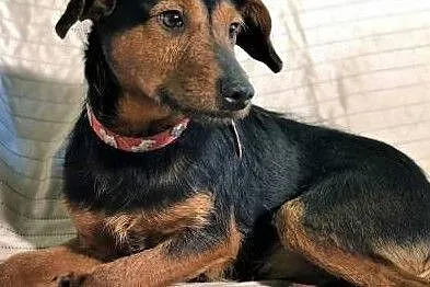 ATOS – 1,5-roczny, wrażliwy psiak w typie terriera, Poznań