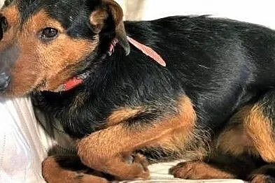 ATOS – 1,5-roczny, wrażliwy psiak w typie terriera, Poznań