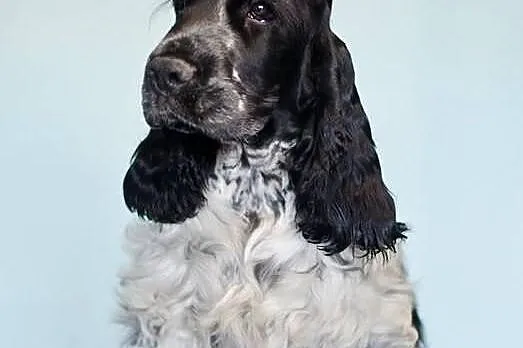 Cocker Spaniel Angielski - pies z rodowodem