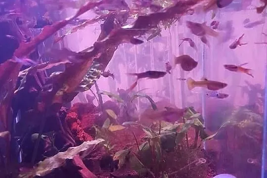 Gupiki Endlera mix, Dolnośląskie, Wrocław