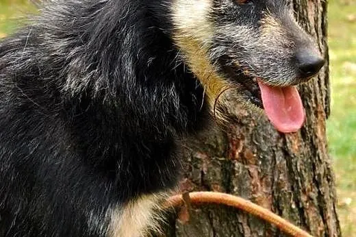 Energiczna i przyjacielska Korsa szuka domu!,  maz