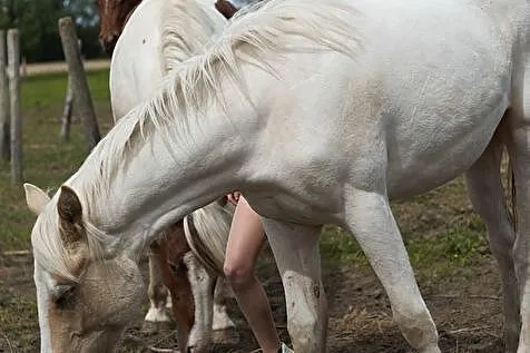 Gracja, klacz roczna, po matce duży Tinker , ojciec AQH, , Jedlicze