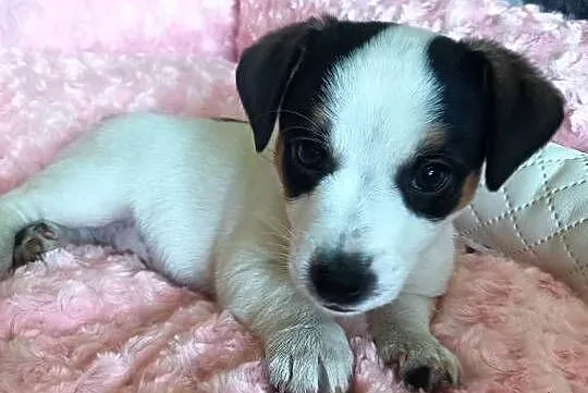 Suczka jack russell terrier