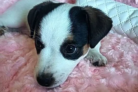 Suczka jack russell terrier, Śląskie, Częstochowa