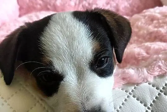 Suczka jack russell terrier, Śląskie, Częstochowa