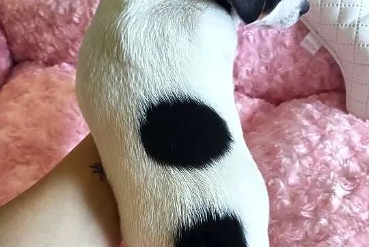 Suczka jack russell terrier, Śląskie, Częstochowa