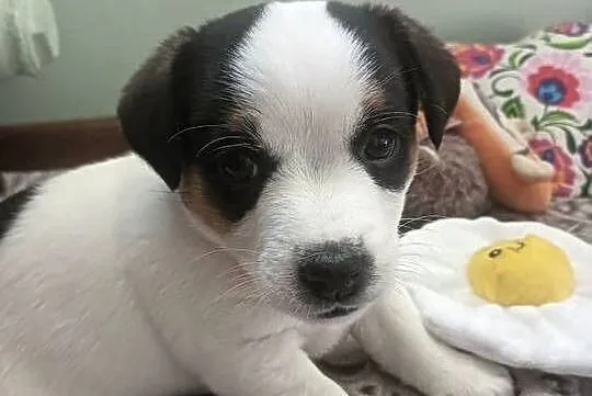 Suczka jack russell terrier, Śląskie, Częstochowa