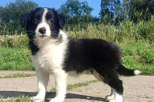 Szczeniak BORDER COLLIE  Rasowa suczka z pełną dok., Podkarpackie, Iwonicz
