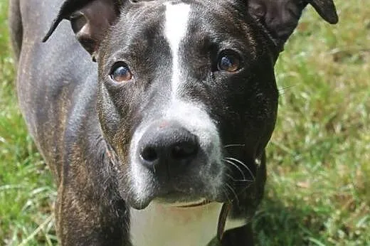 urocza AFERA pitbul do adopcji ,  wielkopolskie Poznań