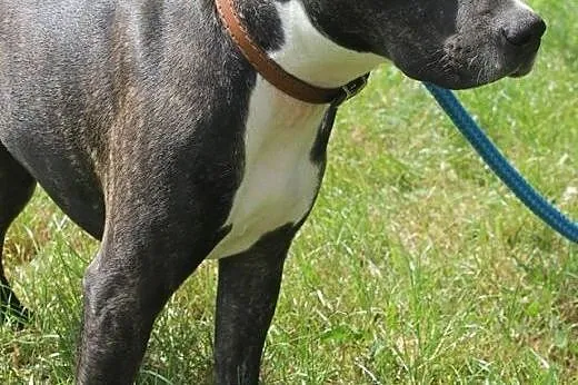 Urocza AFERA pitbul do adopcji ,  wielkopolskie Po