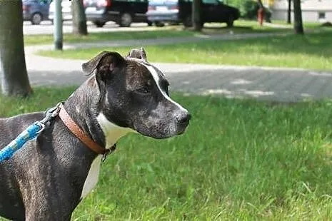 Urocza AFERA pitbul do adopcji ,  wielkopolskie Po